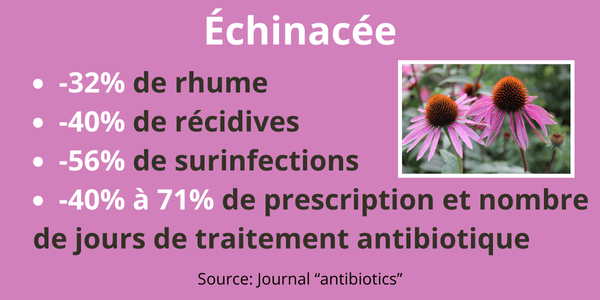 Infographie sur échinacée - Phyto-soins